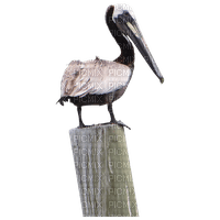 pelican - darmowe png