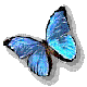 papillon - GIF animé gratuit