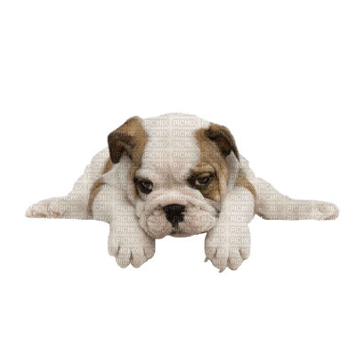 Kaz_Creations Animals Dog Pup - zdarma png