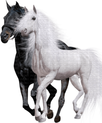 patricia87 cheval - PNG gratuit