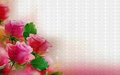 Fond rose fleur background flower pink - png grátis