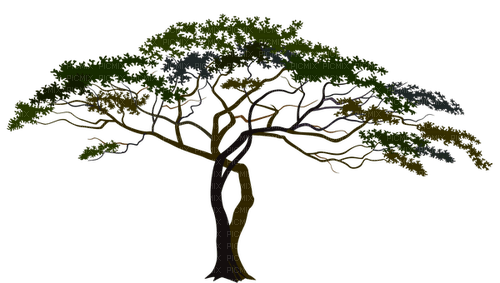 Africa.Arbre.Tree.Savanna.Victoriabea - png gratuito
