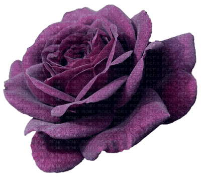 Purple Rose - PNG gratuit