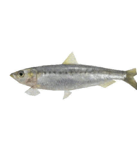 Fisch, Sardine - GIF animado grátis