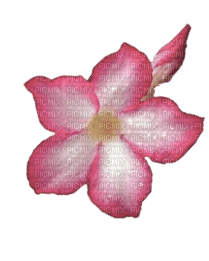 pink flower deco 3 - png gratis