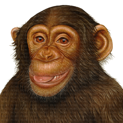 monkey bp - Zdarma animovaný GIF
