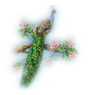 Kaz_Creations Birds Bird Peacock - фрее пнг