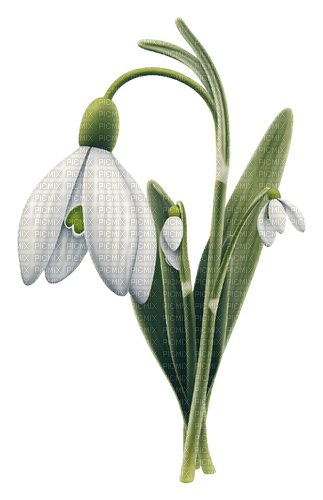 snowdrops Bb2 - Free PNG