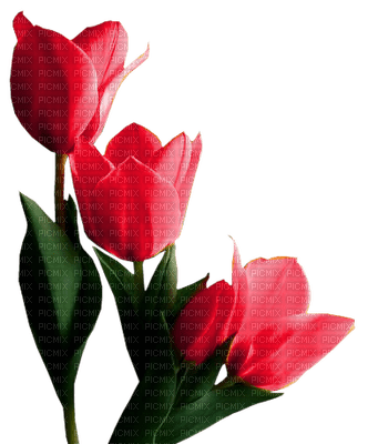 chantalmi  fleur tulipe rouge - PNG gratuit