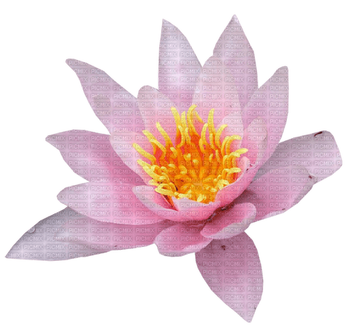 Flower.Pink - Free PNG
