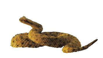 Cobra - Nemokamas animacinis gif