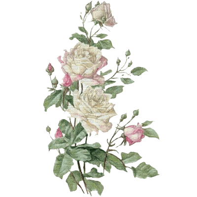 white roses - png grátis