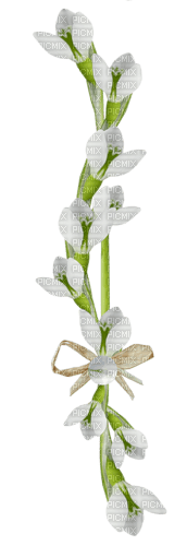 flores transparentes dubravka4 - png gratuito