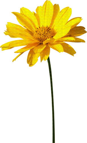 Flower.Yellow - besplatni png