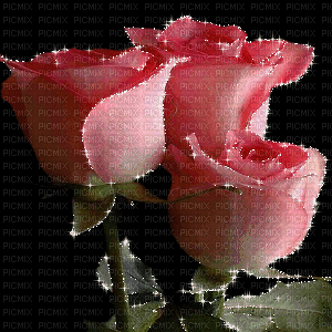rosemab - 免费动画 GIF