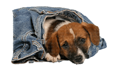 Chien.Dog.Perro.Jeans.denim.Victoriabea - Free animated GIF