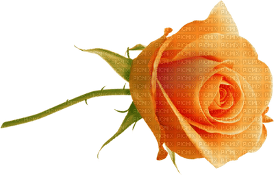 rose orange.Cheyenne63 - nemokama png
