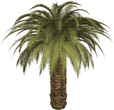 palm leaf palmenblatt feuille de palmier summer palm tree palme paume tube summer sommer ete beach plage strand sea mer meer - png gratis
