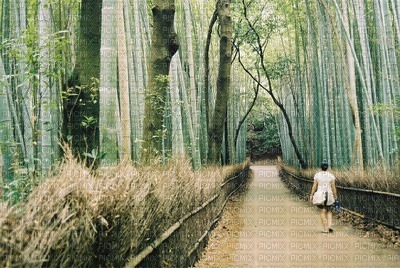 paysage japon bambou - Free PNG