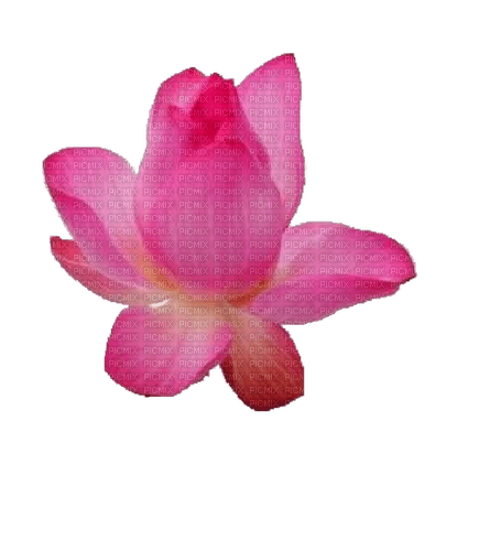 Lotus - фрее пнг