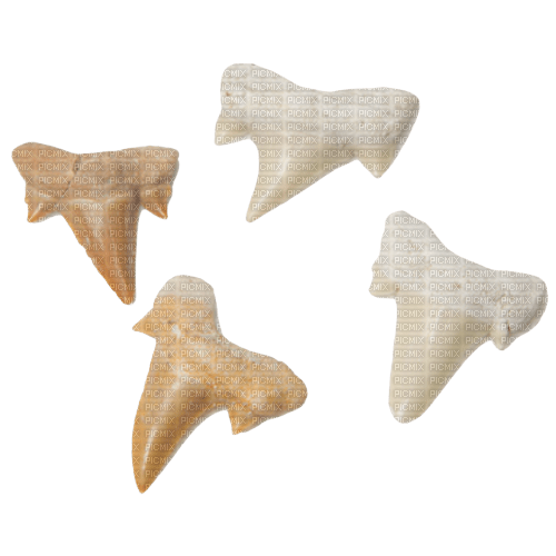 shark teeth - nemokama png