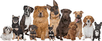 Kaz_Creations Dogs Pups - gratis png