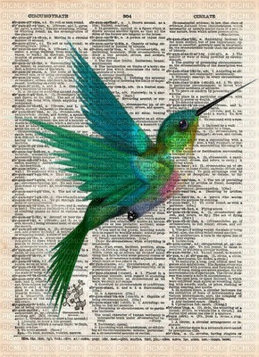 hummingbird - 免费PNG