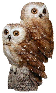 Kaz_Creations Owls Owl Birds Bird - GIF animasi gratis