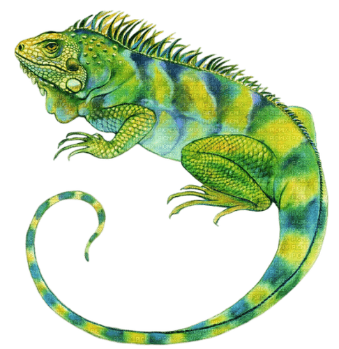 Iguane, reptile - δωρεάν png