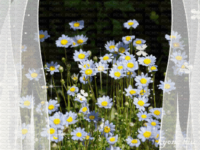 ventana y flores - Gratis animerad GIF