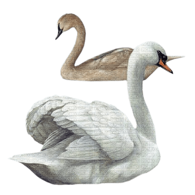 Kaz_Creations Birds Bird Swans Swan - zadarmo png