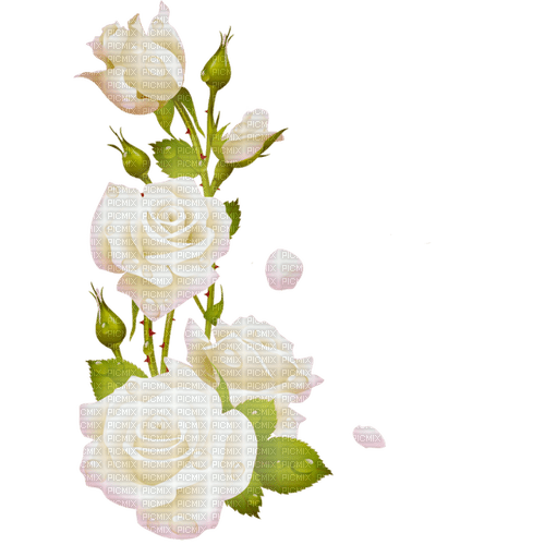white roses Bb2 - nemokama png