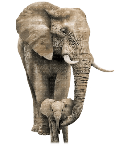 dolceluna summer african elephants - ücretsiz png