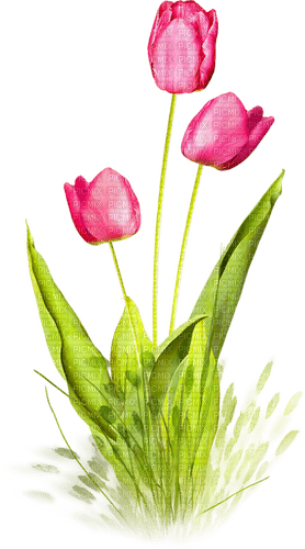 Tulips.Pink - PNG gratuit