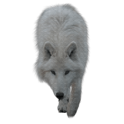wolf - zdarma png