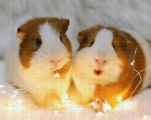 Cute Guinea Pigs - фрее пнг