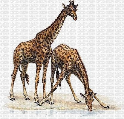 girafe - ingyenes png