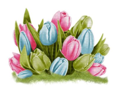 Tulips - 免费PNG