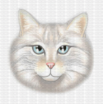 gif gato - Gratis geanimeerde GIF