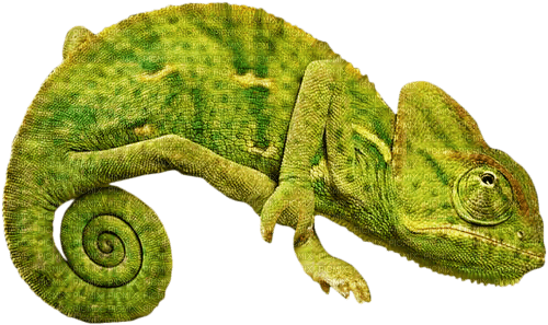 Kaz_Creations Cameleon - Free PNG