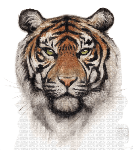 Tigre - kostenlos png
