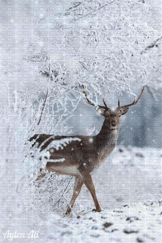 Winter Deer - 免费动画 GIF