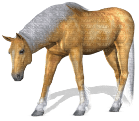 Kaz_Creations Horse - zdarma png