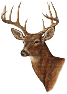 deer katrin - ilmainen png