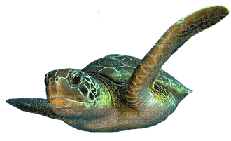 tortue de mer - PNG gratuit