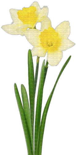Blumen - nemokama png