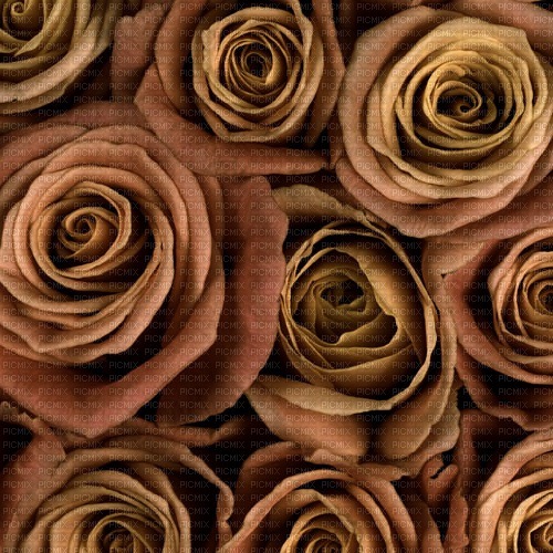 Brown Roses - besplatni png