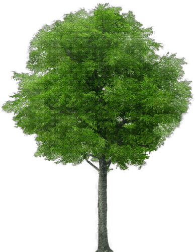 Baum - zdarma png