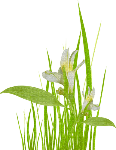 grass white flowers - zdarma png