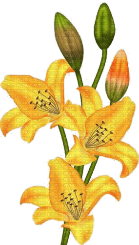 Lilien, Gelb, Blumen - nemokama png